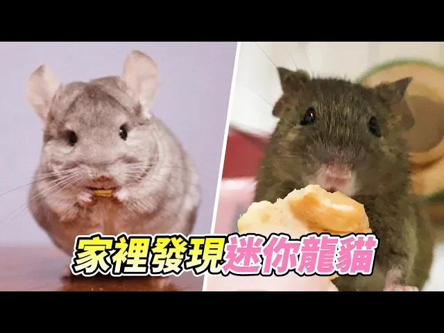 【維鼠日記】家裡發現迷你龍貓?【維特】